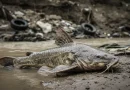Foto penangkapan ikan sapu-sapu di sungai Jakarta sebagai upaya pengendalian spesies invasif.