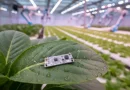 Perangkat sensor RFID tanpa baterai yang dikembangkan untuk mendukung teknologi pertanian modern dan smart farming.