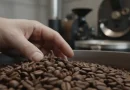 Biji kopi pilihan yang sedang dalam proses inspeksi kualitas untuk industri kopi nasional.