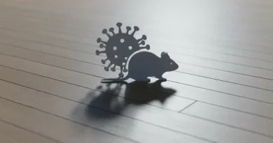 Ilustrasi Ancaman Hantavirus untuk Stapo.id