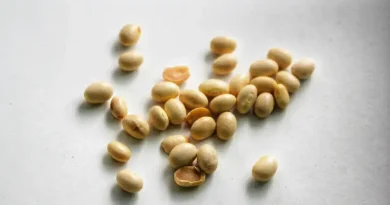 Kegiatan panen raya untuk meningkatkan produksi kedelai Indonesia di Nganjuk.