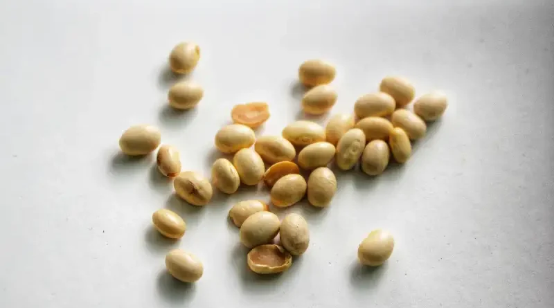 Kegiatan panen raya untuk meningkatkan produksi kedelai Indonesia di Nganjuk.