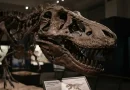 Ilustrasi Kulit T-Rex untuk Stapo.id