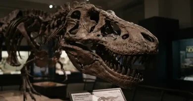 Tas Mewah Berbahan “Kulit T-Rex”? Inovasi Enfin Levé yang Memadukan Mode, Bioteknologi, dan Paleontologi Ilustrasi Kulit T-Rex untuk Stapo.id