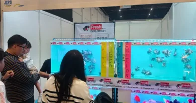 Koleksi Maskoki Berkualitas dari Fresh Goldfish Hadir di JIPS 2026 Ilustrasi koleksi maskoki berkualitas untuk Stapo.id