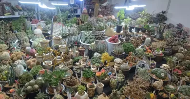 Tembus Rp18 Juta Per Pohon, Kaktus Caudex CACTUSTAMHIS Jadi Perhatian Pecinta Kaktus di FLOII Expo 2026 Ilustrasi Kaktus Caudex untuk Stapo.id