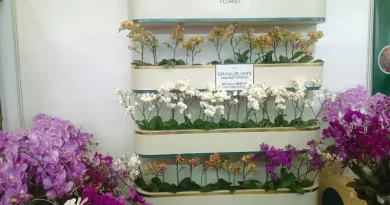 Tembus Rp8 Juta Per Pot, Anggrek Premium VON Florist Jadi Magnet Bisnis di FLOII Expo 2026 Ilustrasi Anggrek Premium untuk Stapo.id