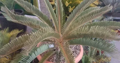 Ilustrasi Pakis Purba Encephalartos Hirsutus untuk Stapo.id