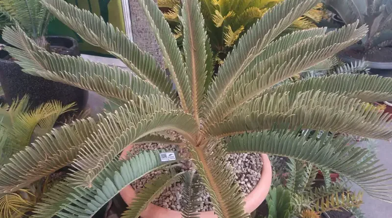 Ilustrasi Pakis Purba Encephalartos Hirsutus untuk Stapo.id