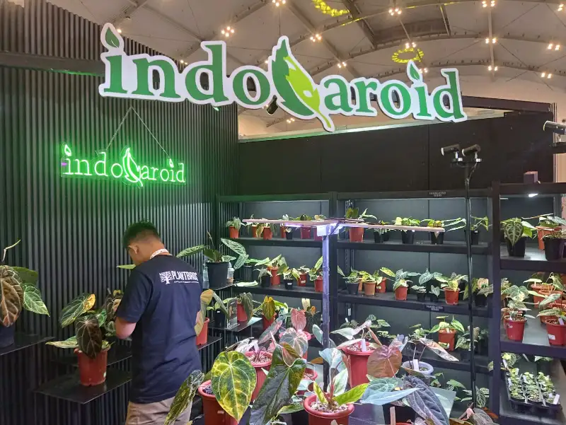 Ilustrasi Anthurium hybrid untuk Stapo.id