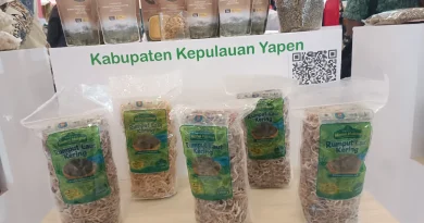 Ilustrasi Kopi Ambaidiru untuk Stapo.id