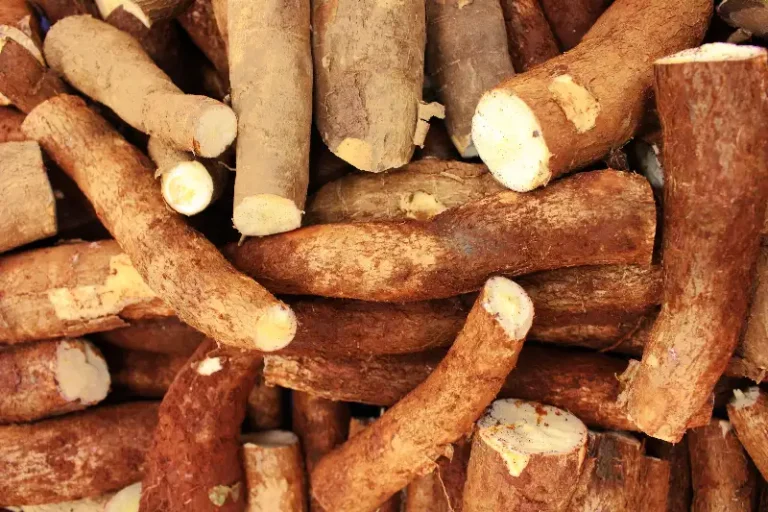 Singkong segar dan tepung tapioka di atas meja kayu dengan pencahayaan alami